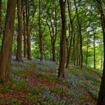 Uk wood by Simon Harrod via Flickr Uk wood by Simon Harrod via Flickr