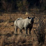 black rhino by Sascha Wenninger via flickr