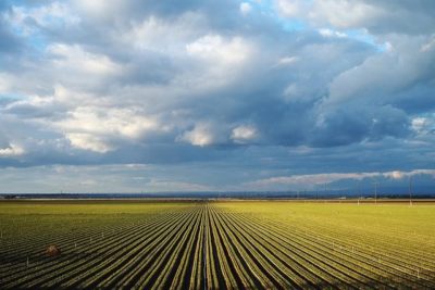 Field by Gina Collechia via Flickr