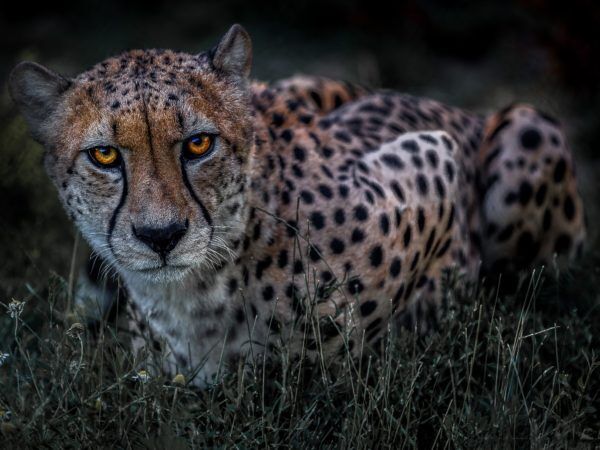 Leopard - Photo credit - Michael Porter
