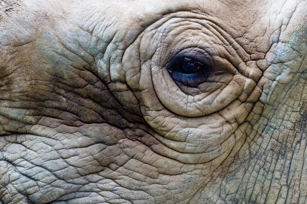 Rhino eye - Photo Credit - Michael Porter