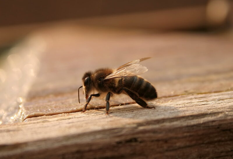 Studies shows bee brain damage caused by pesticides - Blue and Green ...