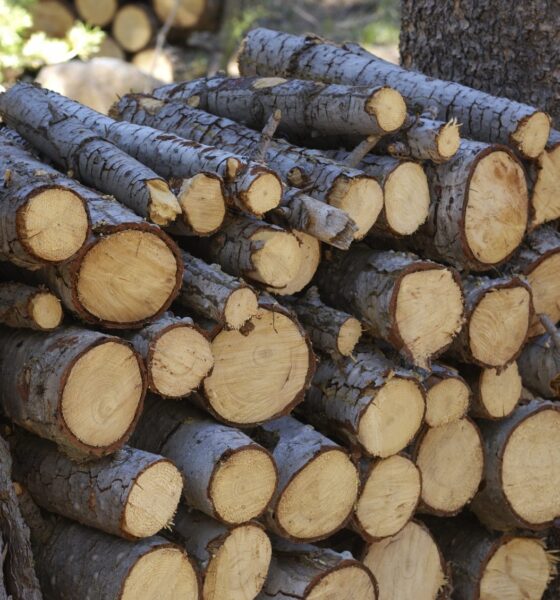 Biomass: the wood-be answer to our energy needs - Blue and Green Tomorrow