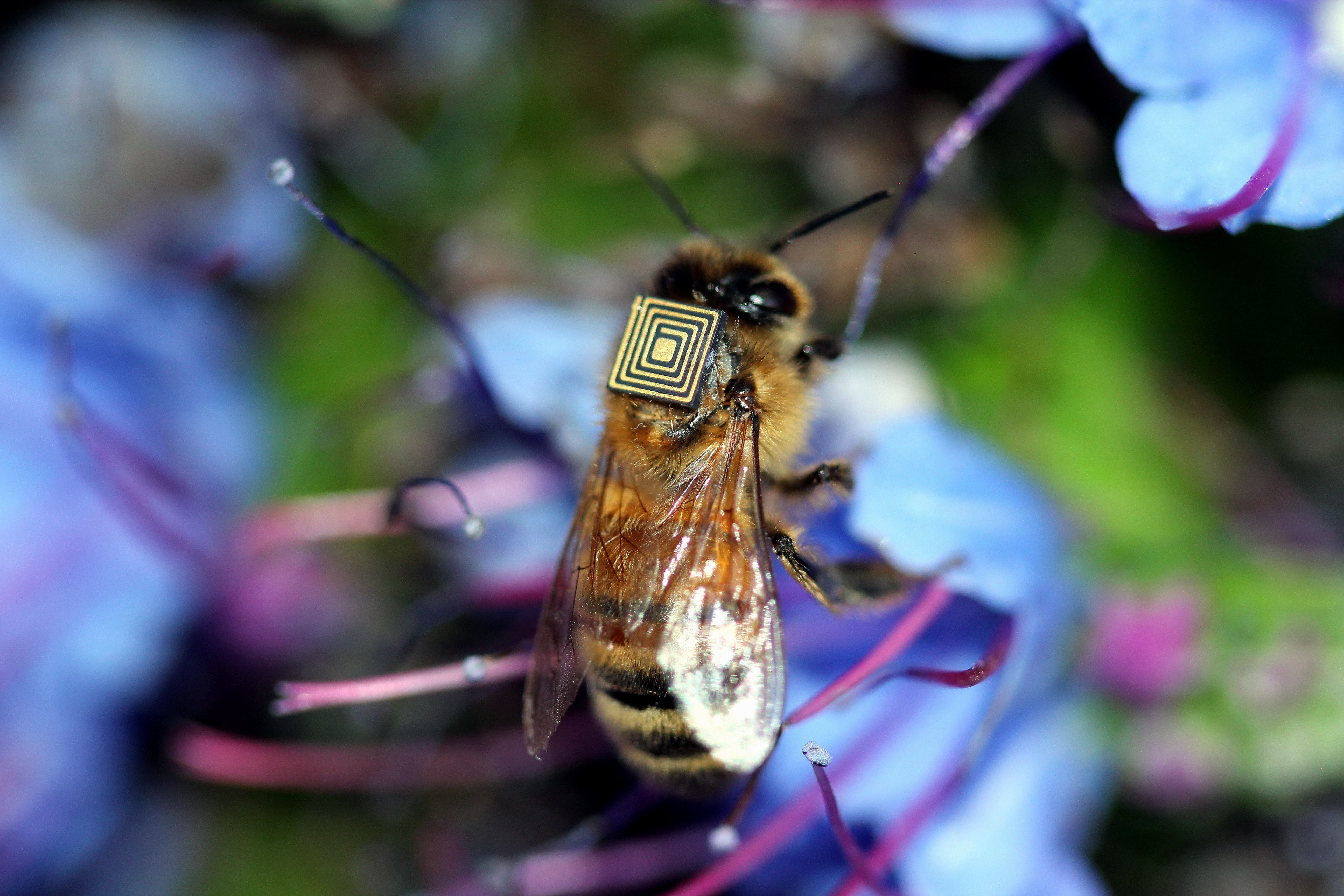 Colony Collapse Disorder Causes Honeybees To