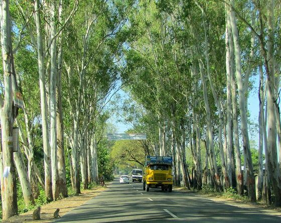 India announce the planting of 2 billion trees along its highways ...