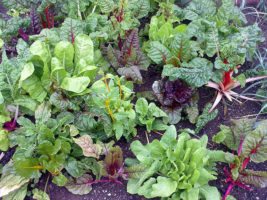 Vegetable garden by Nick Saltmarsh via Flickr