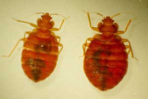 bedbugs by Charles LeBlanc via Flickr