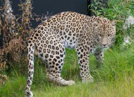 Leopard by Magnus Johansson via Flkir