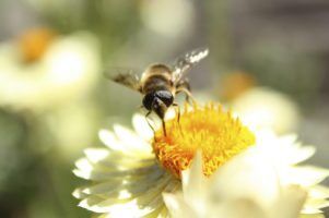 Bee by Colin J via Flickr