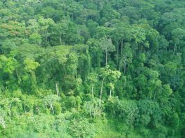 Cameroon forest