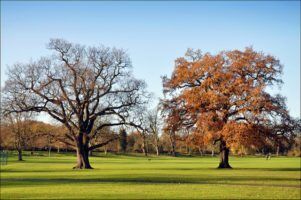 Couples : Enfield Town Park by George Rex via Flickr