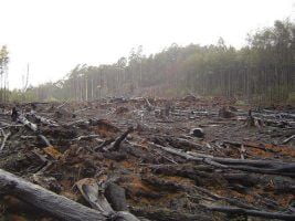 Deforestation by crustmania via Flickr