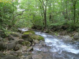 Fukushima river by bluXgraphics via Flikr