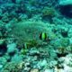 Great Barrier Reef 34 by Eulinky via Flikr