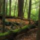 Jeans Run Gorge by Nicholas A. Tonelli