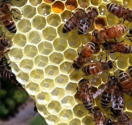 British People In Favour Of Protecting Bees with EU Rules, According To YouGov Survey
