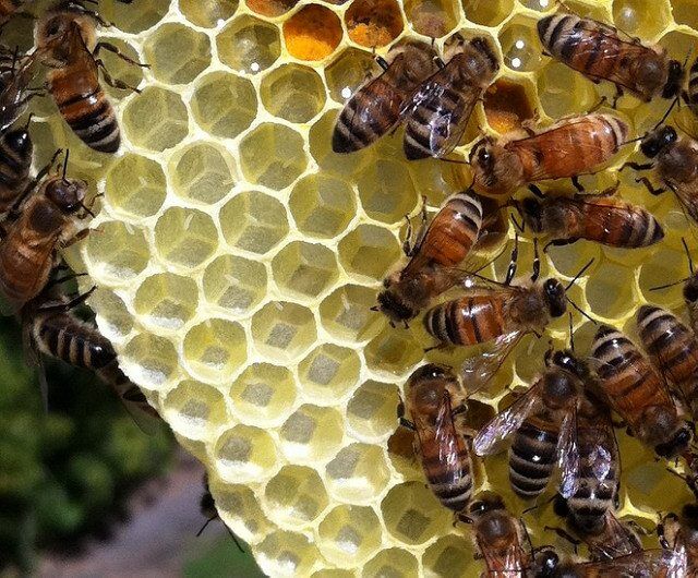British People In Favour Of Protecting Bees with EU Rules, According To YouGov Survey