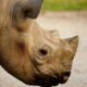 Rhino - photo courtesy of the Aspinal Foundation