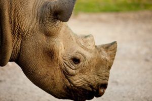 Rhino - photo courtesy of the Aspinal Foundation