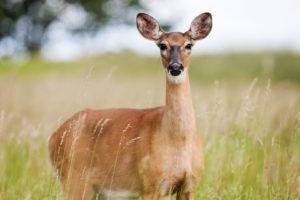 Roe Deer Image courtesy of Pixabay - smarko