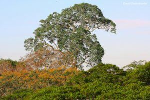brazil-nut-tree