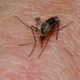 mosquito by dr_relling via flickr