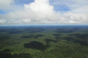 rainforest aerial