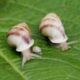 Partula Snails Reintroduced To Tahiti By RZSS