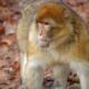 30 Year Wait Over As International Community Rallies To Protect Monkey Species