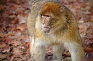 30 Year Wait Over As International Community Rallies To Protect Monkey Species