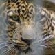 Thousands Of Illegally Traded Wild Animals At Risk Due To Gaps In Data