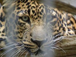 Thousands Of Illegally Traded Wild Animals At Risk Due To Gaps In Data