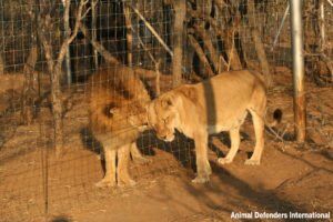 Leo and Muneca