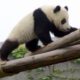 Giant Panda Cubs 214 by Gill Penny via Flikr