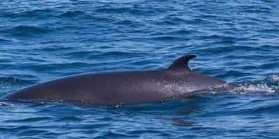 habour-porpoise-by-visitgrosmorne-via-flikr