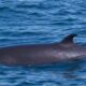 habour-porpoise-by-visitgrosmorne-via-flikr