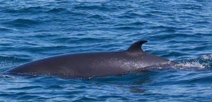 habour-porpoise-by-visitgrosmorne-via-flikr