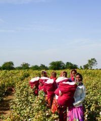 According To New Report Gender Equality Is Key To Boosting Cotton Industry