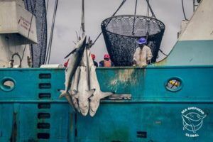 sharks-being-discarded-overboard-by-wpp-team-gabon
