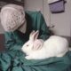 animal-testing-by-understanding-animal-research-via-flickr