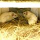 animal-testing-understanding-animal-research-via-flickr