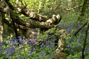 bluebell wood by stewart black via flickr