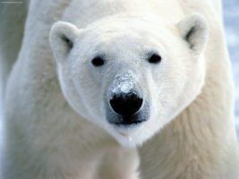 polar bear by flickrfavourites via Flickr