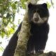 Campaign To Save 'Real Life' Paddington Bears In South America