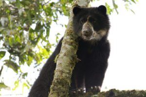 Campaign To Save 'Real Life' Paddington Bears In South America