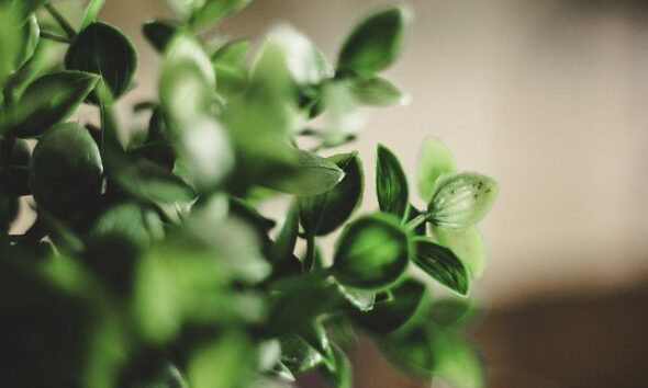 Eco. By Γιώργης Χωραφάς Via Flickr