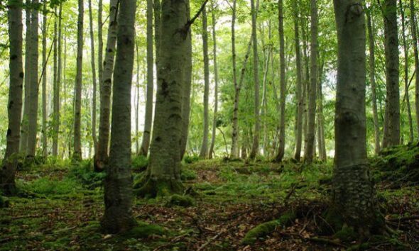 Growing Forests In Scotland