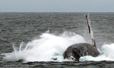 IWC Tightening Grip On Japanese Whaling
