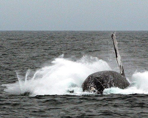 IWC Tightening Grip On Japanese Whaling
