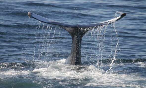 Action To Tackle Whale Suffering Endorsed By IWC